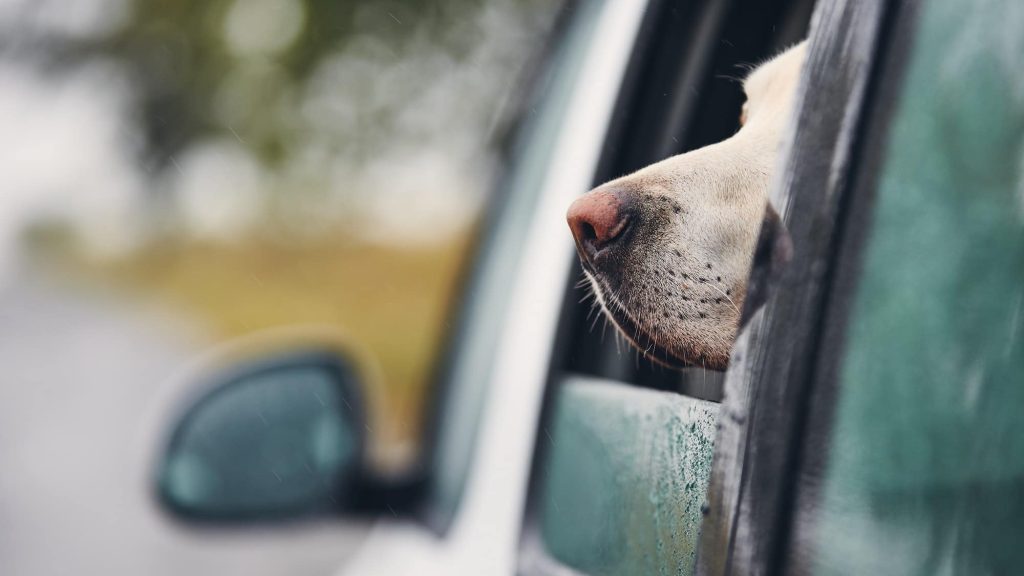 Curious dog travel by car