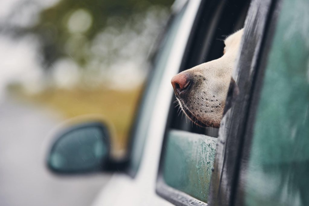 Curious dog travel by car